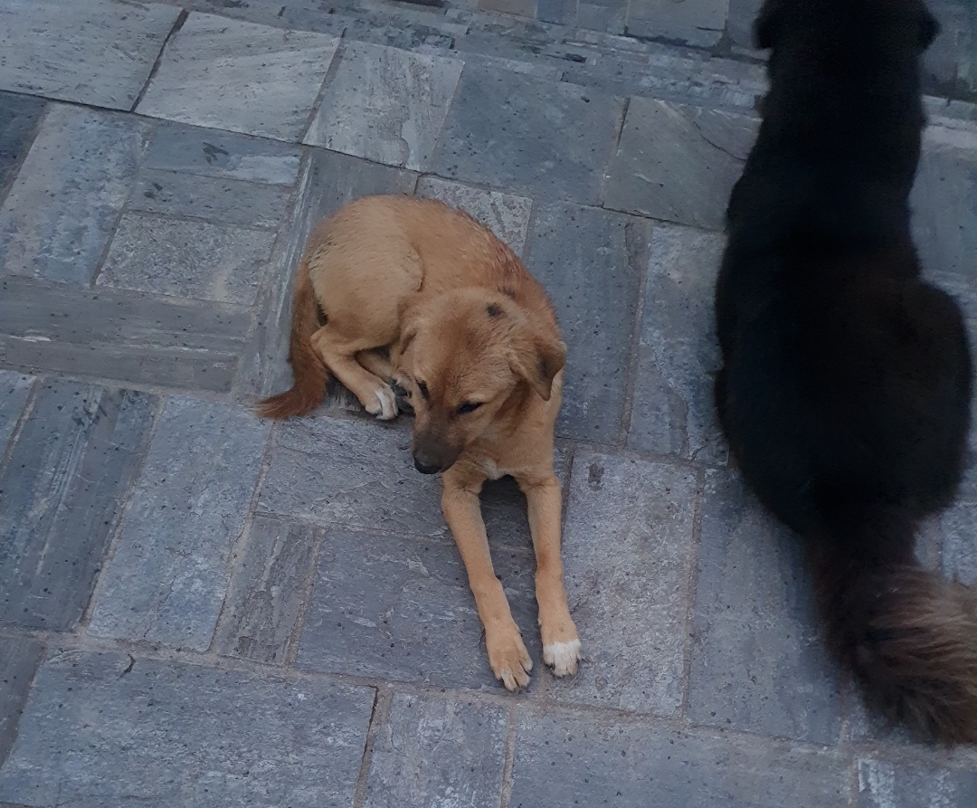 Riki and Tiger on grey stone tiles.