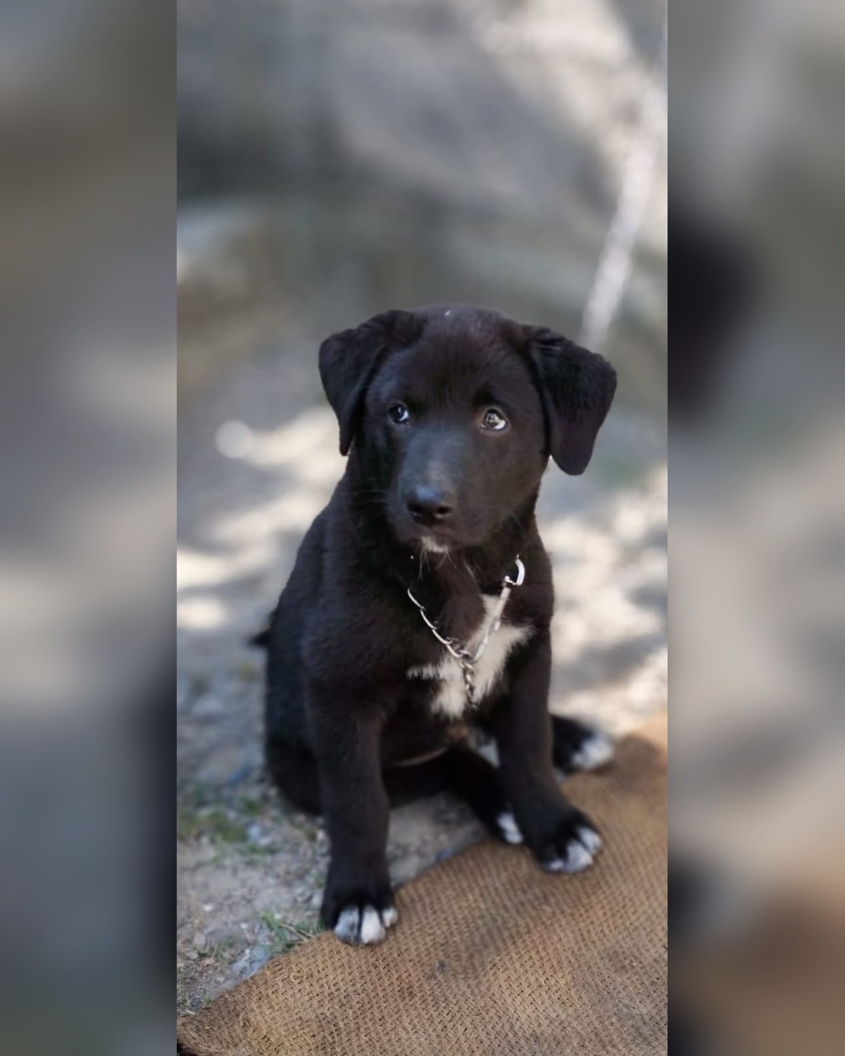 Riki as a puppy.