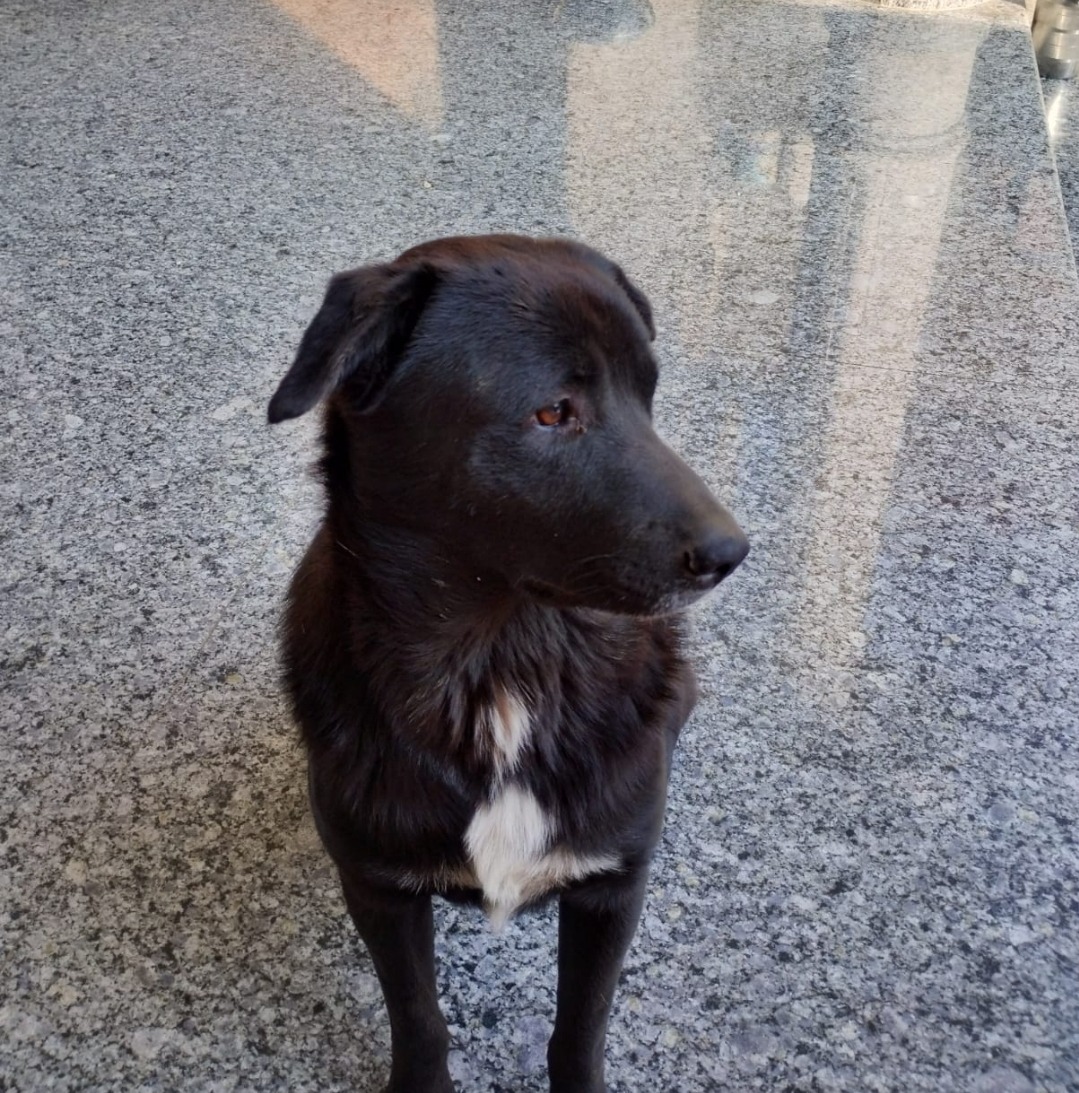 Riki sitting on grey stone tiles.